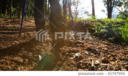 Woman hiking in summer forest mountain Woman hiking in summer forest mountain 81747950