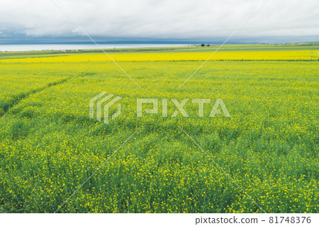 Aerial drone view of cole flower filed in China 81748376