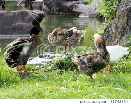 A group of five friendly ducks in Nishiki Pond at Nishiki Kurando Park. Ichibu, Nishiki Town, Kuma District, Kumamoto Prefecture 81748384