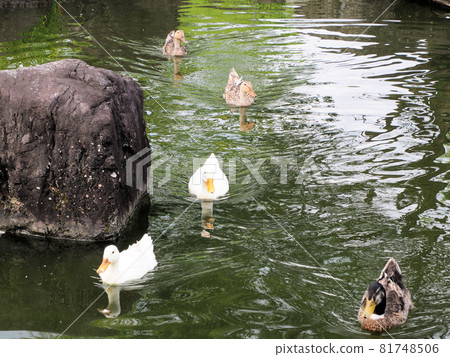 A group of five friendly ducks swimming smoothly in the Nishiki Pond at Nishiki Kurando Park. Ichibu, Nishiki Town, Kuma District, Kumamoto Prefecture 81748506