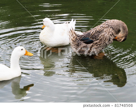 A group of five friendly ducks swimming smoothly in the Nishiki Pond at Nishiki Kurando Park. Ichibu, Nishiki Town, Kuma District, Kumamoto Prefecture 81748508
