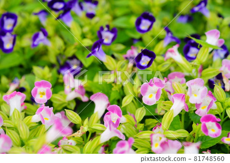 美麗的 torenia 花壇 美麗的 torenia 花壇 81748560