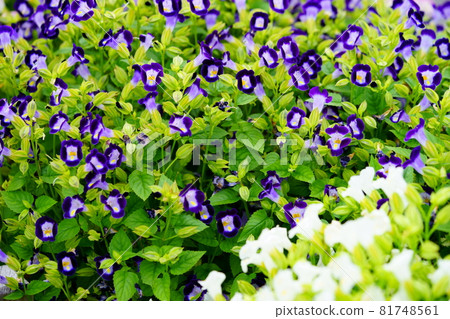 美麗的 torenia 花壇 美麗的 torenia 花壇 81748561