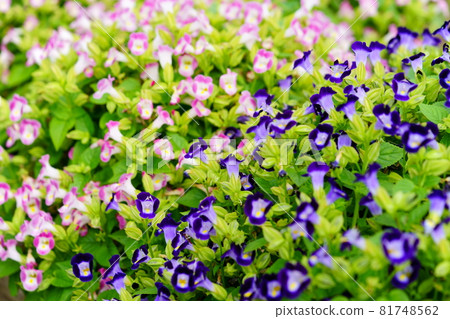 美麗的 torenia 花壇 81748562