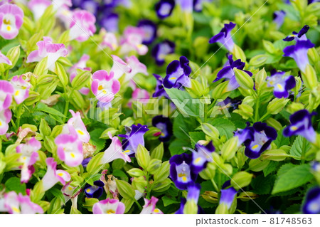 美麗的 torenia 花壇 美麗的 torenia 花壇 81748563