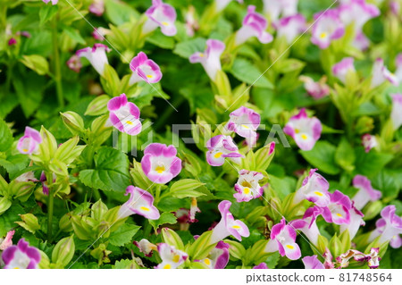 美麗的 torenia 花壇 美麗的 torenia 花壇 81748564