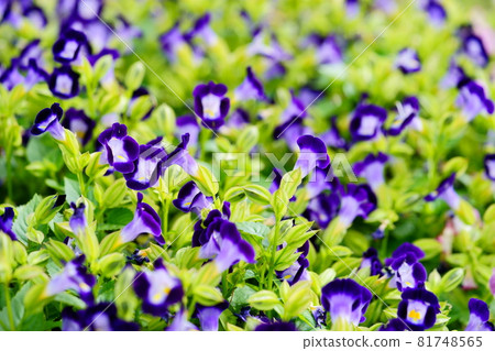 美麗的 torenia 花壇 美麗的 torenia 花壇 81748565