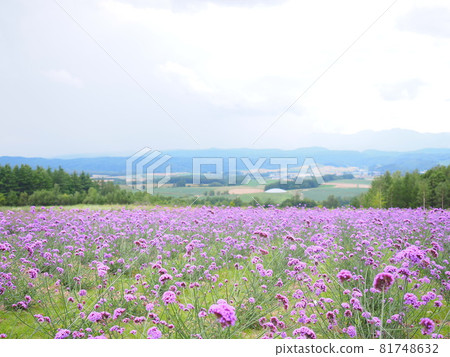北海道富良野六鄉展望台三呎馬鞭草花園的壯麗景色 北海道富良野六鄉展望台三呎馬鞭草花園的壯麗景色 81748632