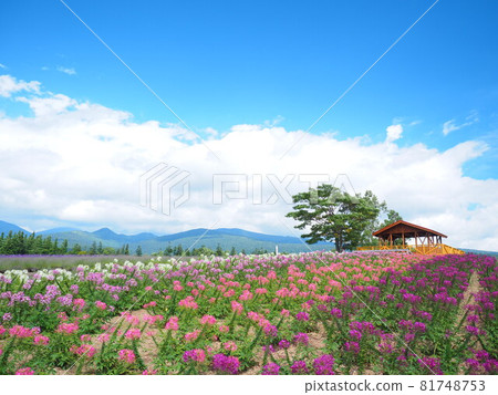 Spectacular view of Hokkaido Furano Rokugo Observatory Cleome fields and red-roofed huts Spectacular view of Hokkaido Furano Rokugo Observatory Cleome fields and red-roofed huts 81748753