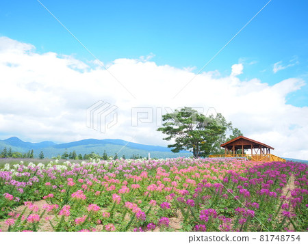 Spectacular view of Hokkaido Furano Rokugo Observatory Cleome fields and red-roofed huts Spectacular view of Hokkaido Furano Rokugo Observatory Cleome fields and red-roofed huts 81748754