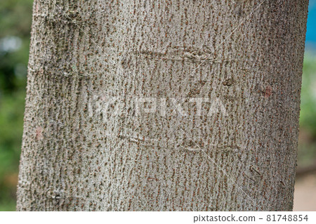 The bark of the Acer maximowiczianum (eye medicine tree, scientific name: Acer maximowiczianum) The bark of the Acer maximowiczianum (eye medicine tree, scientific name: Acer maximowiczianum) 81748854