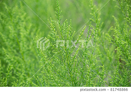 茵陳蒿(學名:茵陳蒿)草藥名稱:茵陳蒿 茵陳蒿(學名:茵陳蒿)草藥名稱:茵陳蒿 81748866