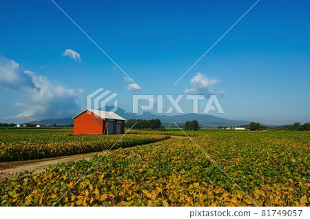 Bean field and red barn (Kutchan Town, Hokkaido) Bean field and red barn (Kutchan Town, Hokkaido) 81749057