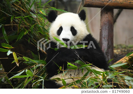 Smiling little panda munching on bamboo 81749060
