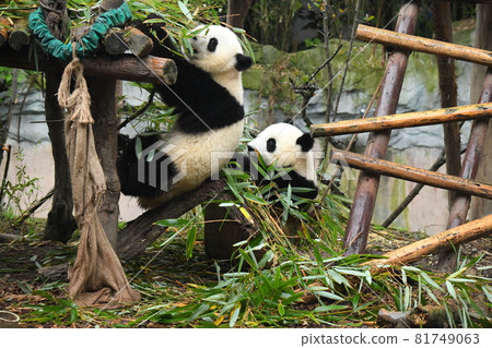 A little panda climbing onto the terrace while munching on bamboo 81749063
