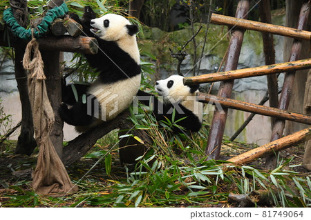 A little panda climbing onto the terrace while munching on bamboo 81749064