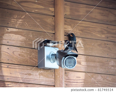 熊本縣球磨郡錦町一武錦路邊車站的監視器聚集了四隻燕子 81749314