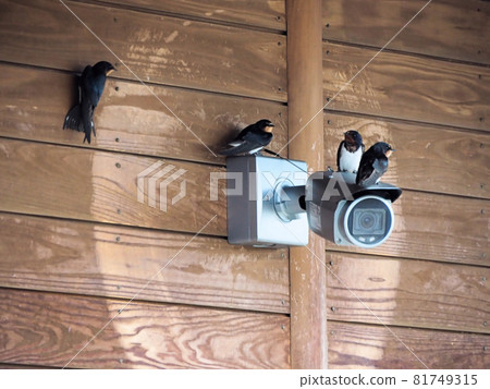 Four swallows gather on the security camera at the Nishiki Roadside Station. Ichibu, Nishiki Town, Kuma District, Kumamoto Prefecture Four swallows gather on the security camera at the Nishiki Roadside Station. Ichibu, Nishiki Town, Kuma District, Kumamoto Prefecture 81749315