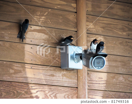 Four swallows gather on the security camera at the Nishiki Roadside Station. Ichibu, Nishiki Town, Kuma District, Kumamoto Prefecture 81749316