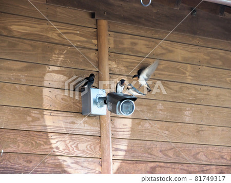 Four swallows gather on the security camera at the Nishiki Roadside Station. Ichibu, Nishiki Town, Kuma District, Kumamoto Prefecture 81749317
