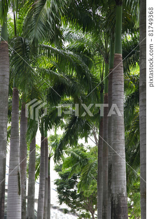 Green leaves of various plants, Singapore Green leaves of various plants, Singapore 81749368