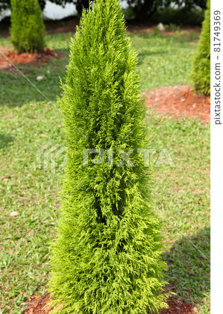 Green leaves of various plants, Singapore Green leaves of various plants, Singapore 81749369