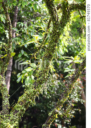 Green leaves of various plants, Singapore 81749370