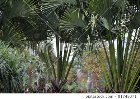 Green leaves of various plants, Singapore 81749371