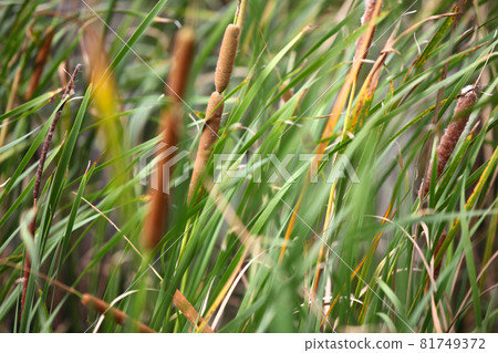 Green leaves of various plants, Singapore Green leaves of various plants, Singapore 81749372
