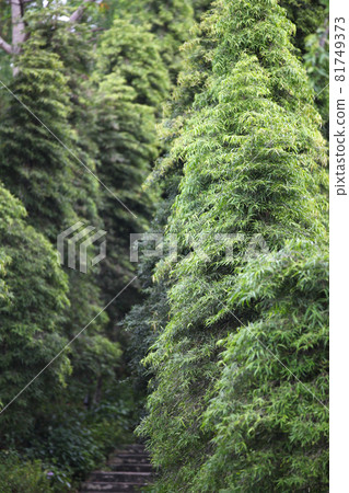 Green leaves of various plants, Singapore Green leaves of various plants, Singapore 81749373