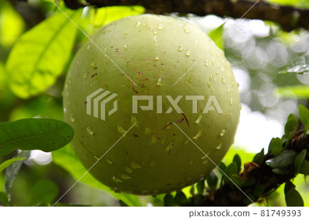Tropical fruit of spherical shape, Singapore Tropical fruit of spherical shape, Singapore 81749393