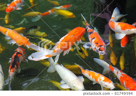 Bright decorative fish jumping out of the pond, Singapore Bright decorative fish jumping out of the pond, Singapore 81749394