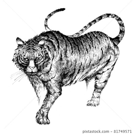Tiger pen drawing illustration 81749571