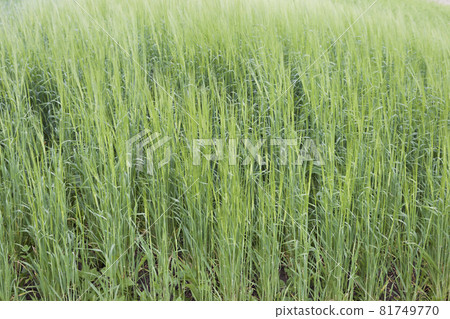 Cultivated cereals of various green shades Cultivated cereals of various green shades 81749770