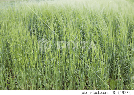 Cultivated cereals of various green shades Cultivated cereals of various green shades 81749774