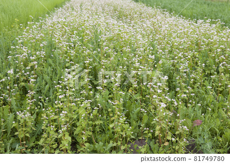 Cultivated cereals of various green shades Cultivated cereals of various green shades 81749780
