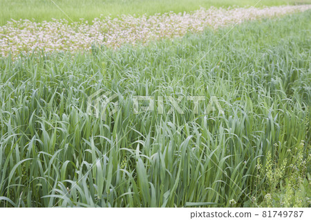 Cultivated cereals of various green shades Cultivated cereals of various green shades 81749787