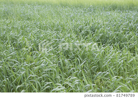 Cultivated cereals of various green shades Cultivated cereals of various green shades 81749789