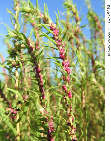 Kochia (when the pale green flowers bloom): Red stamens protruding 81750462
