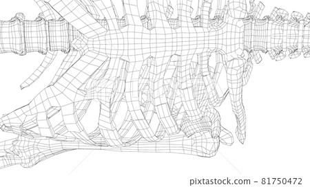 Human skeleton. Vector Human skeleton. Vector 81750472