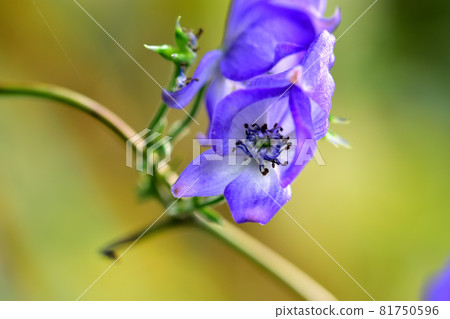 Autumn-blooming wild plant Tsukuba Aconite Autumn-blooming wild plant Tsukuba Aconite 81750596