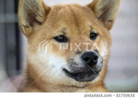 Shiba Inu's face 81750638