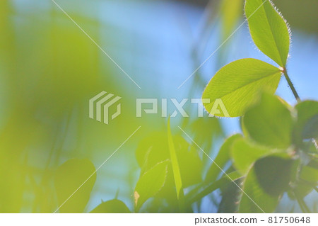 Clover  81750648