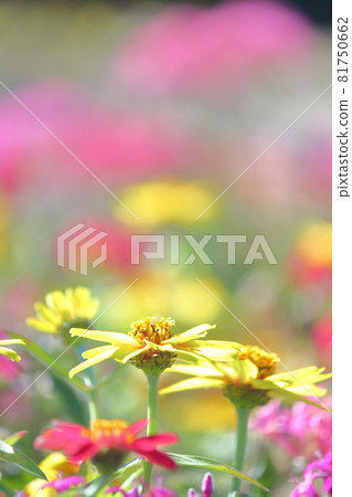 雛菊 81750662