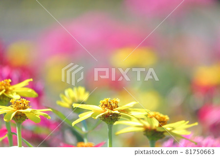雛菊 雛菊 81750663