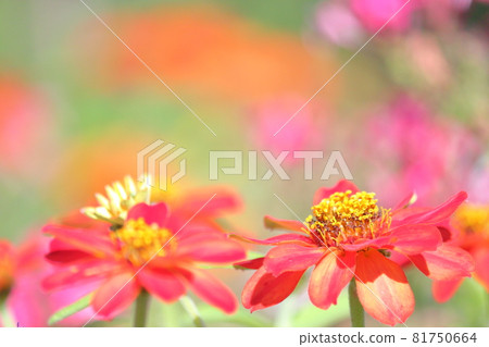 雛菊 雛菊 81750664