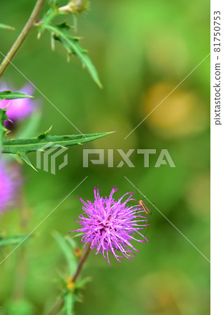 秋天盛開的野花,音薊 秋天盛開的野花,音薊 81750753
