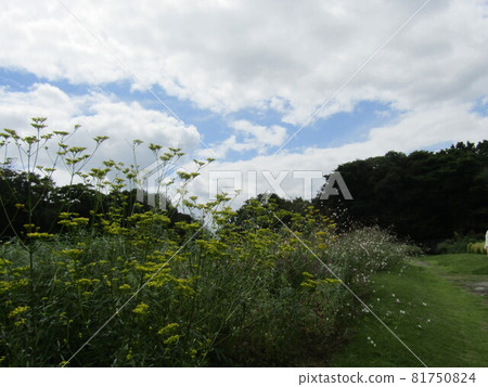 黃色的花是“Ominaeshi”,秋季七種草藥之一。 黃色的花是“Ominaeshi”,秋季七種草藥之一。 81750824