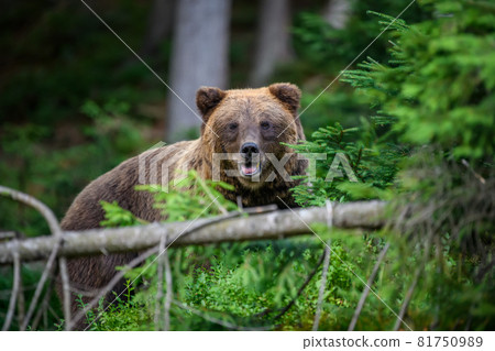 Wild Brown Bear in the summer forest. Animal in natural habitat. Wildlife scene Wild Brown Bear in the summer forest. Animal in natural habitat. Wildlife scene 81750989