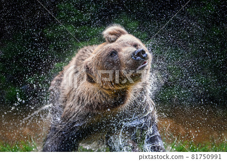 Wild Brown Bear on pond in the summer forest. Shaking Spray, shakes off. Animal in natural habitat. Wildlife scene 81750991